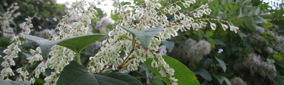 Can Plants Damage property?