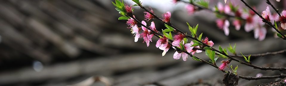 Find out about local area with a survey