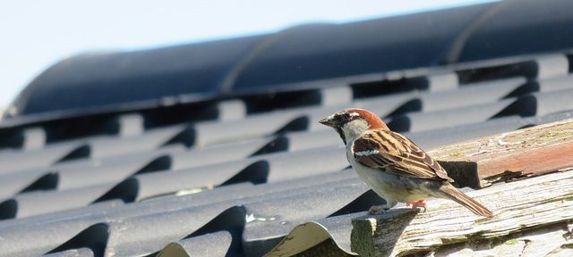 Reliable Roof Surveys Keep Projects On Track