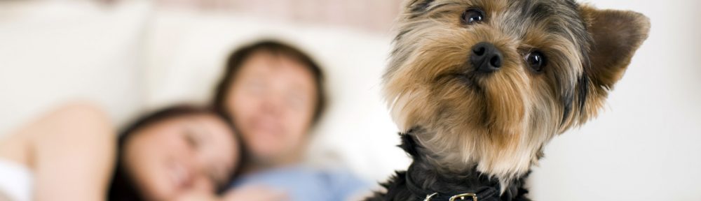 Owners More Willing to Rent Property to Pet Owners