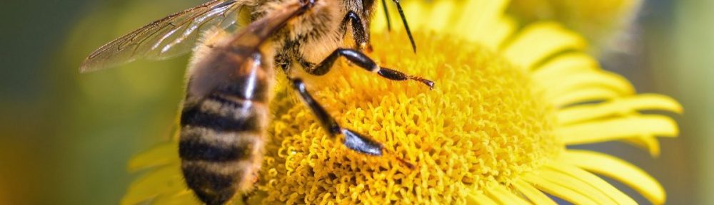 The importance of bees for the ecosystem.