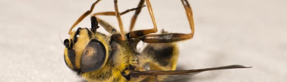 The bees are in danger, and so are we.