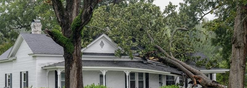 Homeowner: How Trees Can Damage Your Property