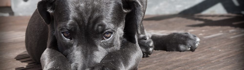 UK shelters and tenants push for law allowing pets